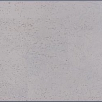 186W TZ-6.0 ПРОБКОВОЕ ПОКРЫТИЕ CORKART ПРОБКОВЫЙ ПОЛ КЛЕЕВОЙ NARROW PLANK